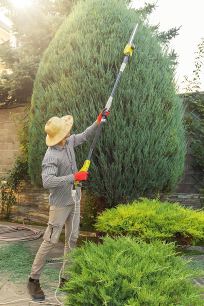 How Our Tree Care Process Works  in Fobes Hill, WA